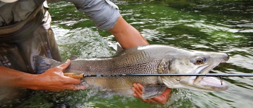Hanak Alpen Nymph 4 in 1 Rod in action