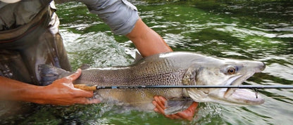 Hanak Alpen Nymph 4 in 1 Rod in action