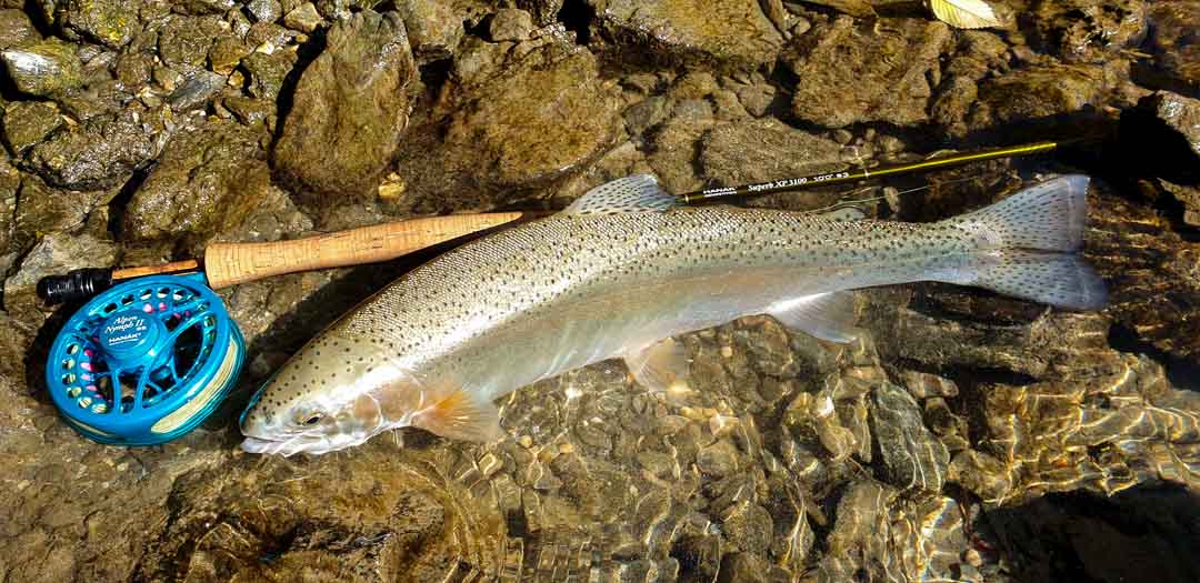 hana*  Husqvarna-T435-12-inch__47325.