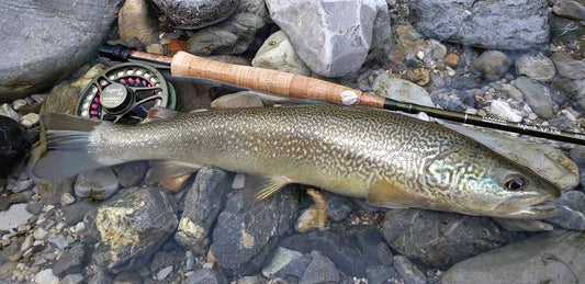 Hanak Superb XP Reels