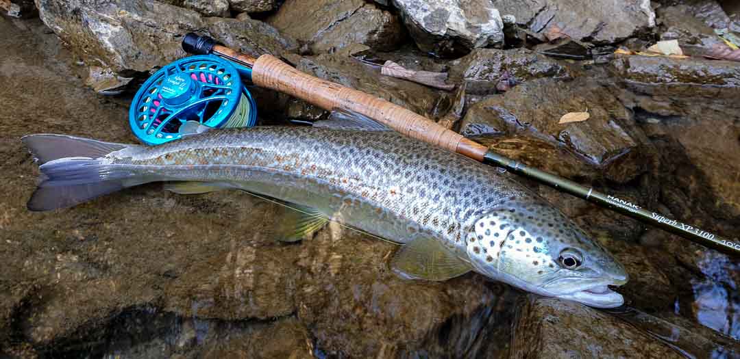 alpen fly reel Hanak Alpen Nymph H 35 Reel