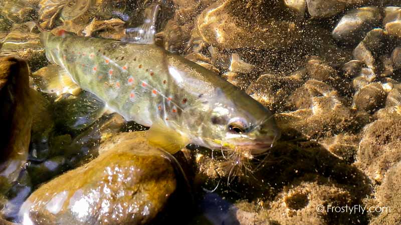 Hemingway's Realistic Mayfly Dry in Action