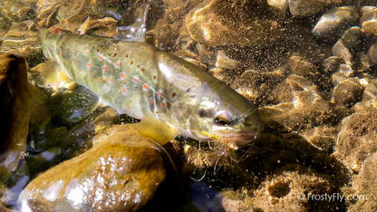 Hemingway's Realistic Mayfly Dry in Action