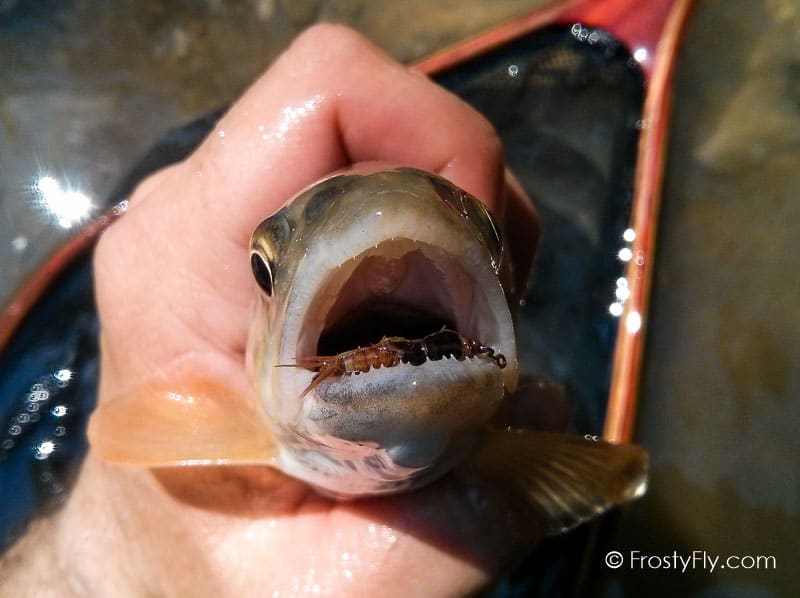 Hemingway's Realistic Mayfly Nymph in Action