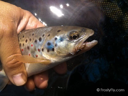 Hemingway's Realistic Mayfly Nymph in Action
