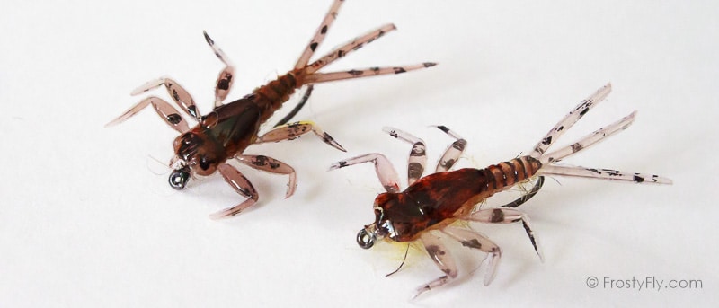 Hemingway's Mayfly Nymphs