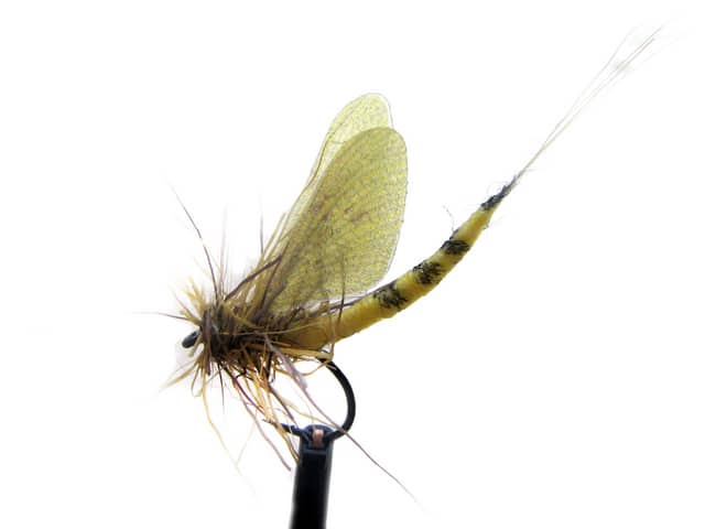 Hemingway's Realistic Mayfly - Dark