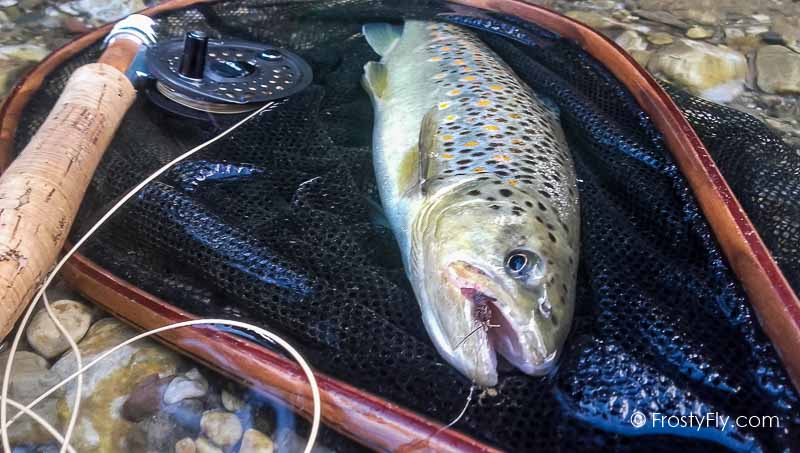 Hemingway's Realistic Caddis Fly in Action