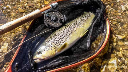 Realistic Caddis Fly Dry - Brown