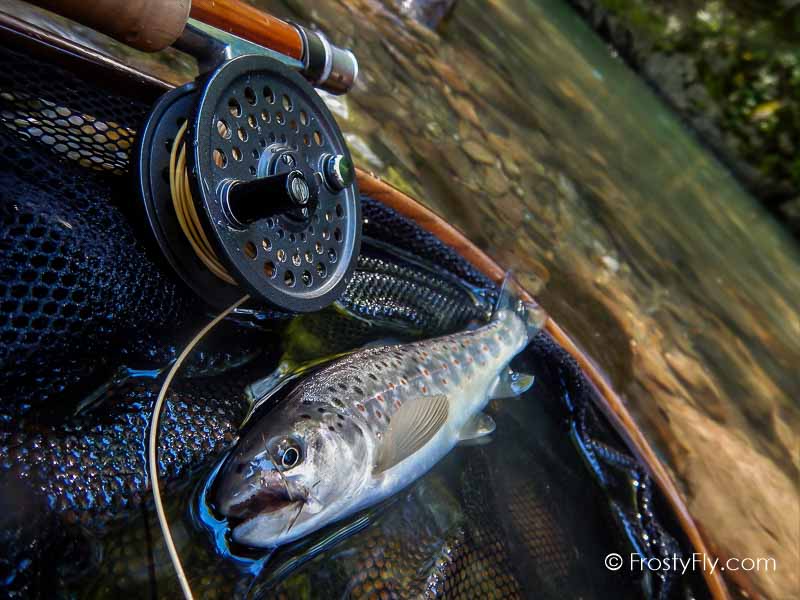 Realistic Caddis Fly Dry – Frosty Fly
