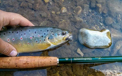 Realistic Caddis Wings