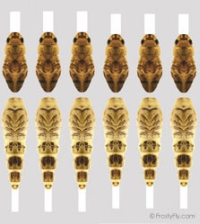 Hemingway's Realistic Ephemera Danica Buds & Back