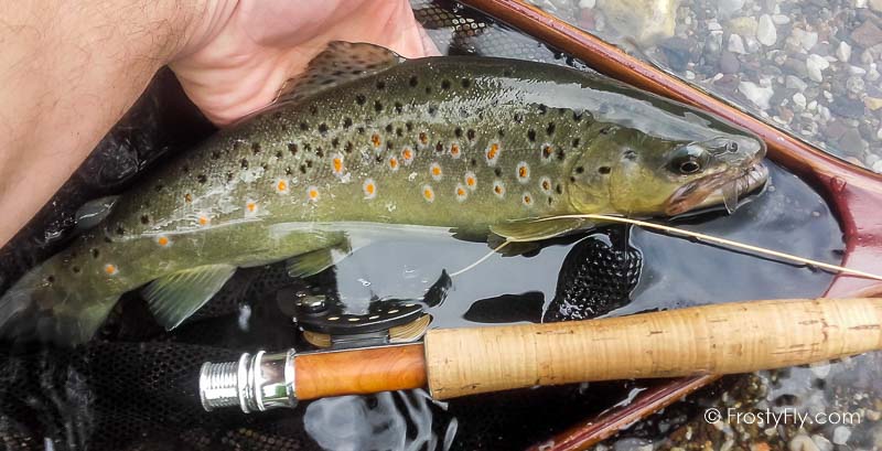 Hemingway's Realistic Mayfly Dry in Action