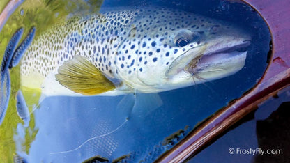 Hemingway's Realistic Mayfly Dry in Action