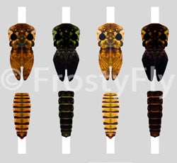 Realistic Mayfly Nymph Buds & Back