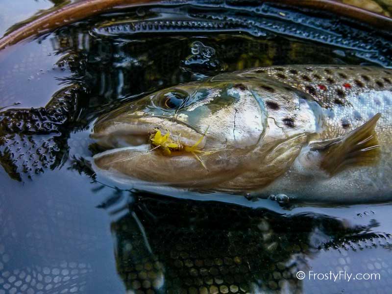 Hemingway's Realistic Mayfly Nymph in Action