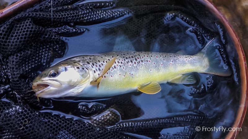 Hemingway's Realistic Mayfly Nymph in Action