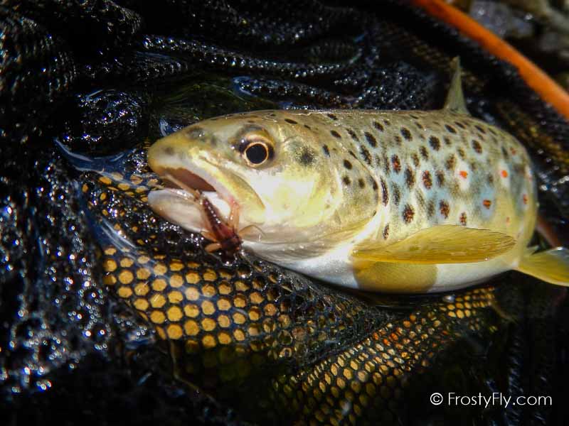 Hemingway's Realistic Mayfly Nymph in Action