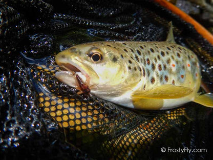 Hemingway's Realistic Mayfly Nymph in Action