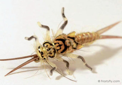Hemingway's Realistic Stonefly