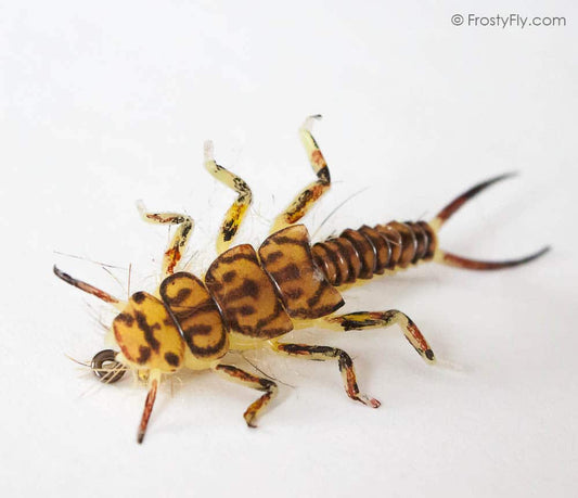 Hemingway's Realistic Stonefly Nymph