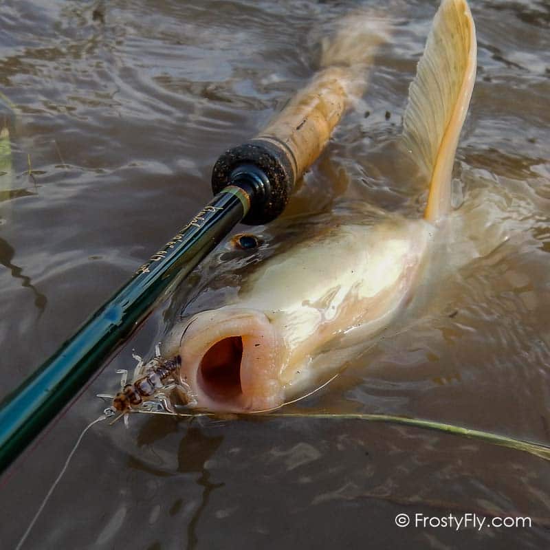 Hemingway's Realistic Stonefly Nymph in Action