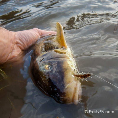 Hemingway's Realistic Stonefly Nymph in Action