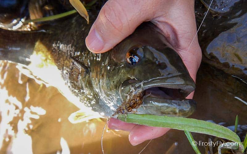 Articulated-Realistic-Stonefly-Nymph tied on Ahrex hooks