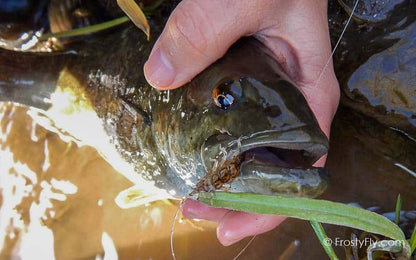 Articulated-Realistic-Stonefly-Nymph tied on Ahrex hooks