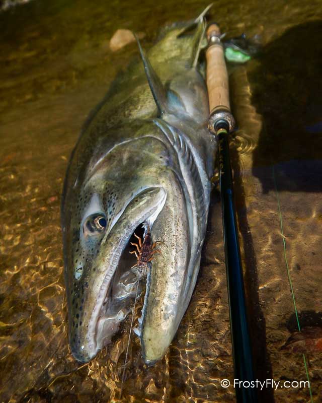 Hemingway's Realistic Stonefly Nymph in Action