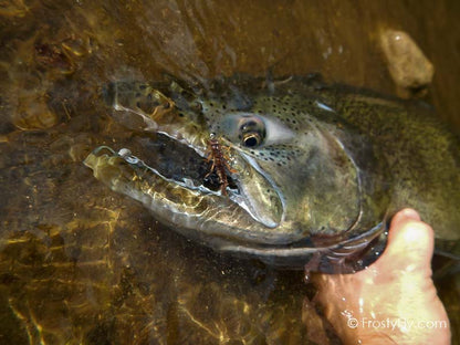 Beautiful trout caught on a Hemingway's Dark Realistic Stonefly Nymph