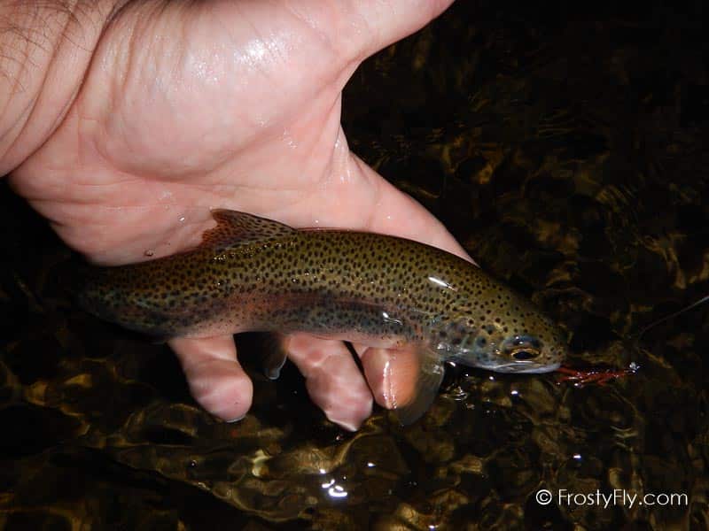 Hemingway's Realistic Stonefly Nymph in Action