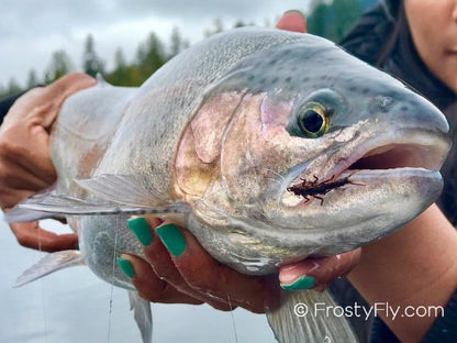 Hemingway's Realistic Stonefly Nymph in action