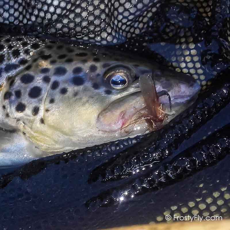 Hemingway's Realistic Stonefly in Action