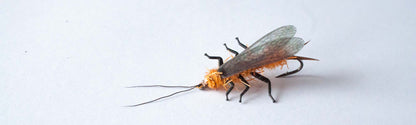 Hemingway's Stonefly Nymphs