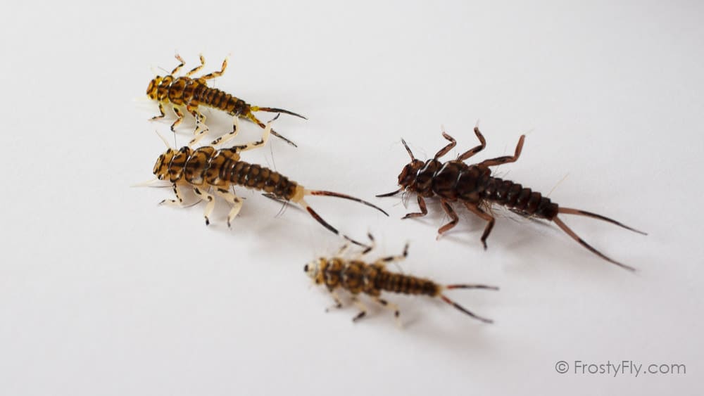 Hemingway's Stonefly Nymphs