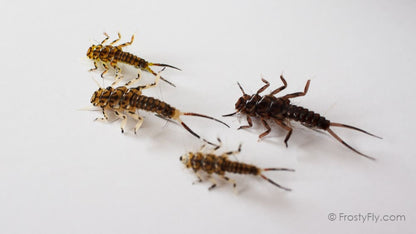 Hemingway's Stonefly Nymphs