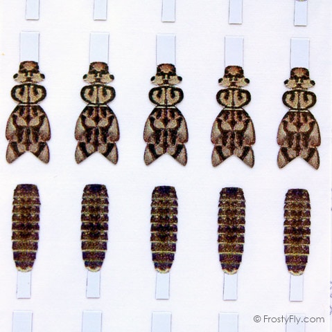 Realistic Stonefly Nymph Wing Buds & Back