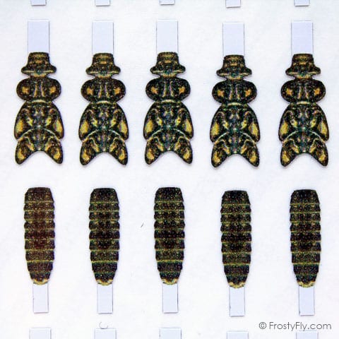 Realistic Stonefly Nymph Wing Buds & Back