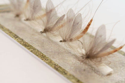 Realistic Mayfly Wings