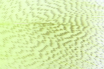Mallard Barred Feathers - Chartreuse