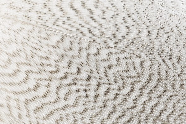 Mallard Barred Feathers - Natural