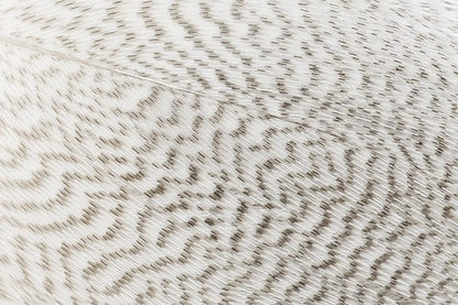 Mallard Barred Feathers - Natural