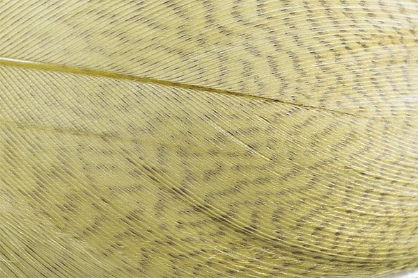 Mallard Barred Feathers - Olive