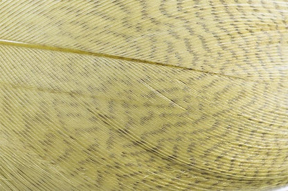 Mallard Barred Feathers - Olive