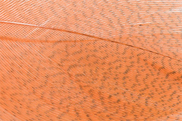 Mallard Barred Feathers - Orange