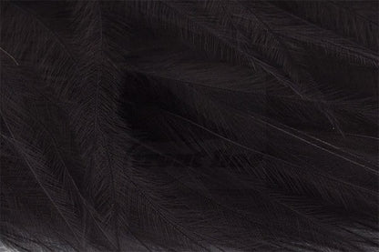 Marabou Feathers - Hand-Selected - Black