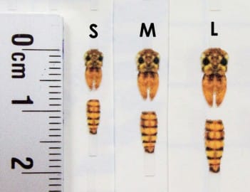 Realistic MayFly Buds and Back1 - Gold