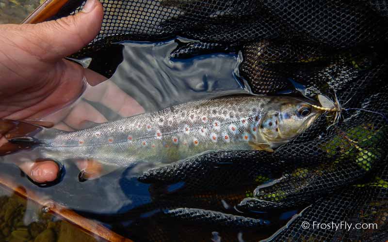 Mayfly Dry tied with our Realistic Mayfly Bodies