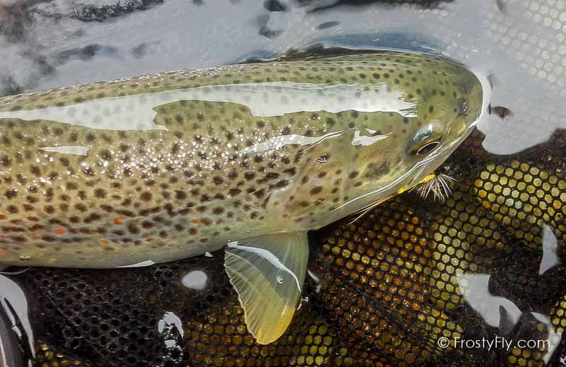 Mayfly Dry tied with our Realistic Mayfly Bodies